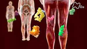 シリーズ　人体　神秘の巨大ネットワーク　第二集　驚きのパワー！“脂肪と筋肉”が命を守る