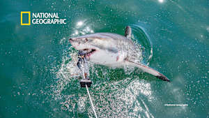 【見逃し】シャーク：ザ・パーフェクトプレデター