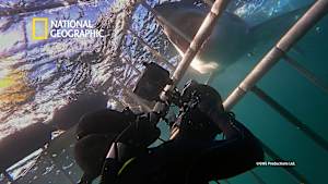 【見逃し】解明！カナダのホワイトシャーク