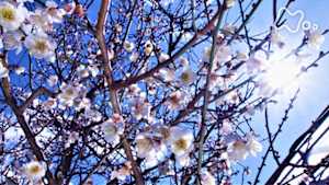 小さな旅　特集　彩りの四季