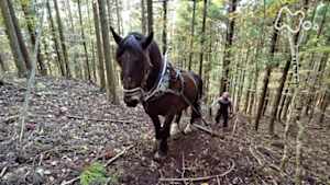 小さな旅　秋の駒　舞う里で　～岩手県　遠野市～
