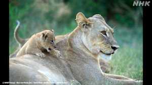 地球ドラマチック　サバンナの“ビッグキャット”～チーター・ライオン・ヒョウ～　子育て編