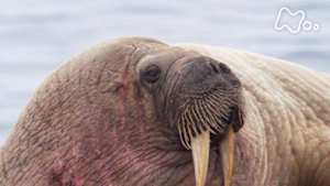 ワイルドライフ　カナダ北極圏　夏　セイウチ７００頭　ホッキョクグマと戦う！