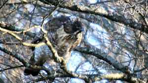 ワイルドライフ　密着１年　奥多摩の森　東京の大自然に迫る