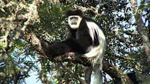 ワイルドライフ　アフリカ　ケニア山　初公開！　森の珍獣コロブス