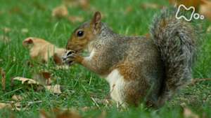 ワイルドライフ　英国スコットランド　太古の森　テンとリスの不思議な関係に迫る