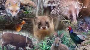 ワイルドライフ　知られざる東京の大自然　密着１年　多摩川トライアングル