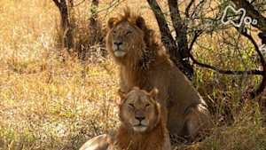 ワイルドライフ　アフリカ大平原　若ライオン　新たな時代を築け！