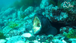 ワイルドライフ　世界遺産　知床の海　オオカミウオが闘い　シマフクロウ舞う