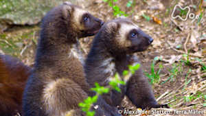 ワイルドライフ　北欧フィンランド　神秘の森に伝説の“悪魔”を追う