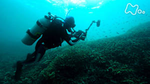 ワイルドライフ　自然写真家　野生へのまなざし　中村征夫　東京湾と沖縄　海はいい！みんな生きている！