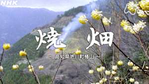 よみがえる新日本紀行　焼畑～高知県池川町椿山～