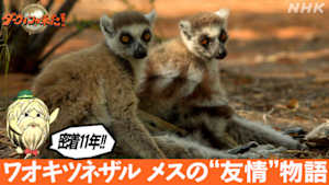 ダーウィンが来た！　密着１１年！ワオキツネザル　メスの“友情”物語