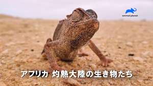 【見逃し】アフリカ 灼熱大陸の生き物たち：気候変動が変える命のリズム