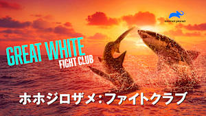 【見逃し】ホホジロザメ：ファイトクラブ
