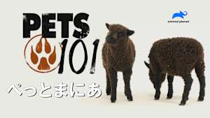 【見逃し】ぺっとまにあ：マニアックな動物の世界