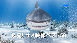 【見逃し】必見！サメ映像ベスト50（字）