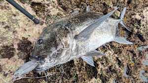 【追/見】Fish Fury 6 沖縄県 北大東島