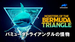 【見逃し】バミューダトライアングルの怪物
