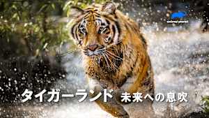 【見逃し】タイガーランド 未来への息吹（字）