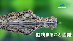 【見逃し】動物まるごと図鑑 シーズン2：昆虫