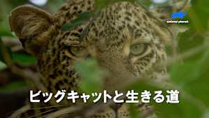 【見逃し】ビッグキャットと生きる道