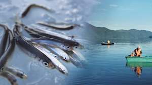 【追/見】ワカサギマニアックス 32