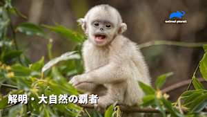 【見逃し】解明・大自然の覇者：神秘的な大型ネコ科動物たち