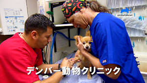 【見逃し】デンバー動物クリニック シーズン3：カルテ12