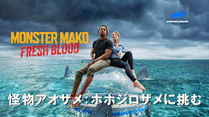 【見逃し】怪物アオザメ：ホホジロザメに挑む