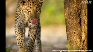 地球ドラマチック　サバンナの“ビッグキャット”～チーター・ライオン・ヒョウ～　旅立ち編