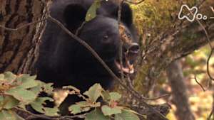 Ｎスペ　森の王者　ツキノワグマ～母と子の知られざる物語～