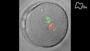 シリーズ　人体　神秘の巨大ネットワーク　第六集　“生命誕生”見えた！母と子　ミクロの会話