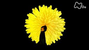 植物に学ぶ生存戦略　話す人・山田孝之　（１）タンポポ　１０分版