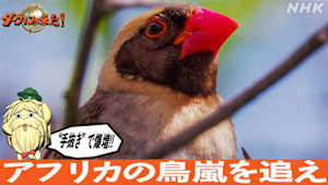 ダーウィンが来た！　“手抜き”で爆増！アフリカの鳥嵐を追え