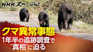 Ｎスペ　追跡調査“クマ異常事態”の真相