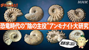 ダーウィンが来た！　恐竜時代の“陰の主役”　アンモナイト大研究