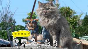 岩合光昭の世界ネコ歩き