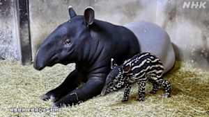 ダーウィンが来た！　挑め初出産！　動物の赤ちゃん大特集