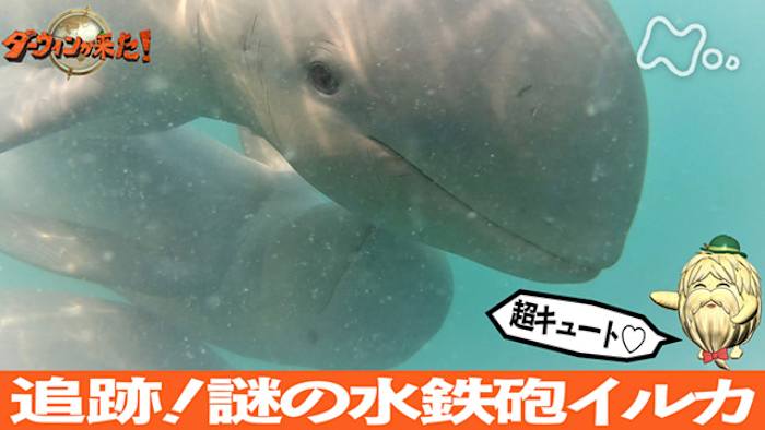 ダーウィンが来た! J:COM STREAM 視聴サイト