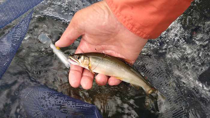 週間日本の魚釣り 1〜209号 週間日本の魚釣り 1〜209号