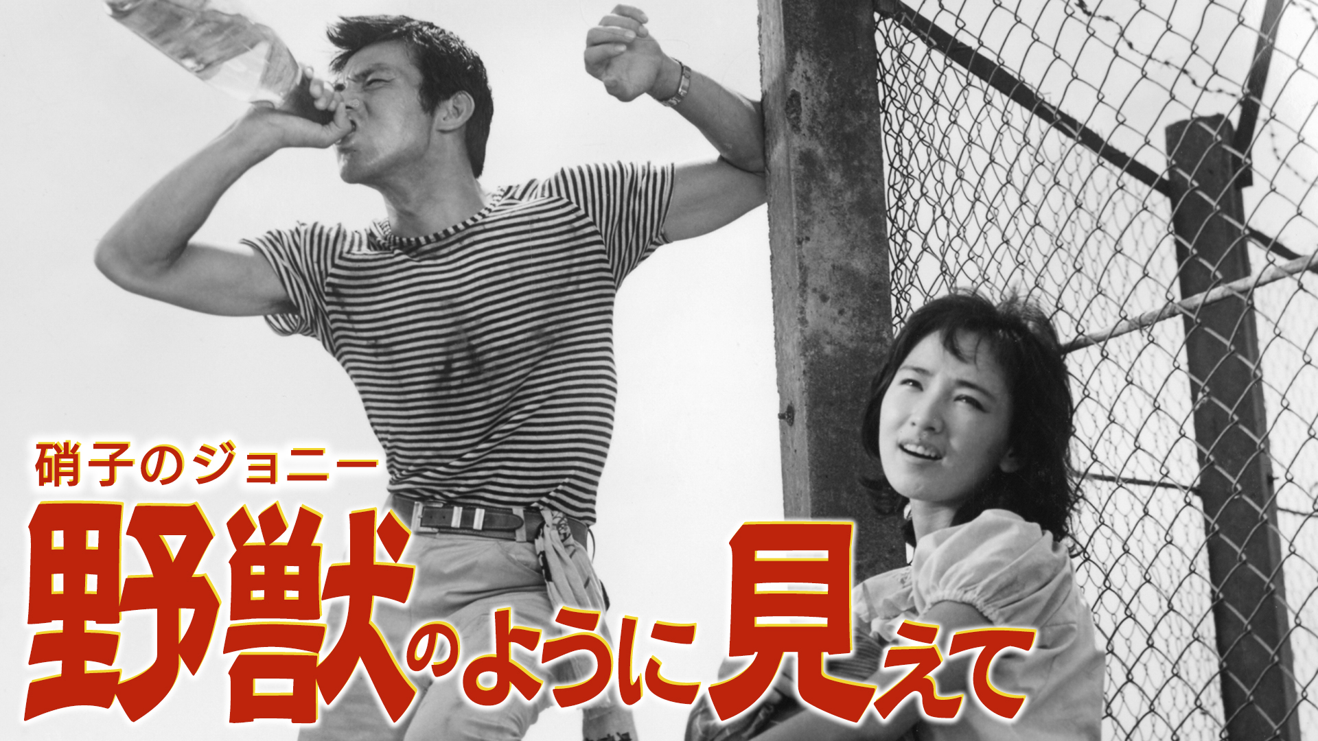 硝子のジョニー 野獣のように見えて [DVD] Yahoo!オークション - 硝子のジョニー 野獣のように見えてDVD