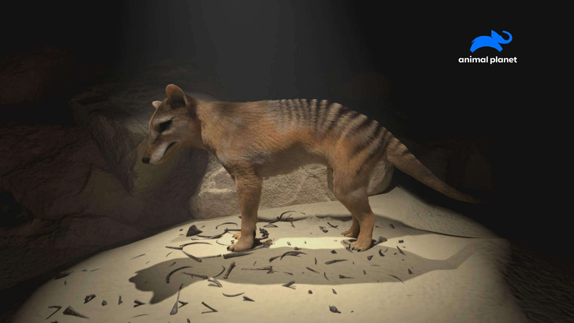 【最終値下げ】オオカミとフクロウ　オオカミと月に透かした記憶 オオカミとフクロウ オオカミと月に透かした記憶 - メルカリ