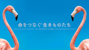 ＮＨＫスペシャル　命をつなぐ生きものたち