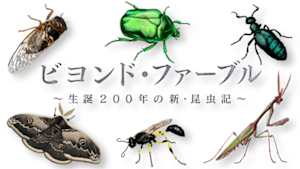 ビヨンド・ファーブル　～生誕２００年の新・昆虫記～