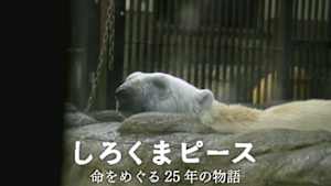 しろくまピース　命をめぐる２５年の物語