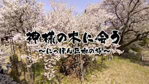 神様の木に会う～にっぽん巨樹の旅～