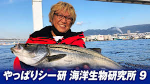 【追/見】やっぱりシー研 海洋生物研究所 9 秋の大阪湾 ボートシーバス調査