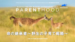【見逃し】命の継承者-野生の子育て戦略-：命をつなぐ親たち