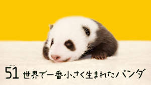 51（ウーイー）世界で一番小さく生まれたパンダ